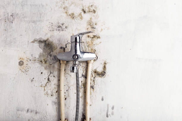 Best Mold Cleaning Services  in Rkesburg, PA