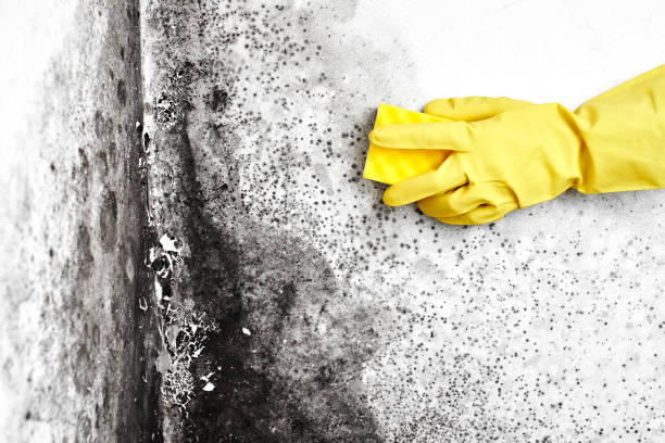 Trusted Parkesburg, PA Mold Removal Experts