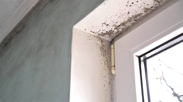 Best Commercial Mold Removal  in Rkesburg, PA