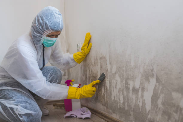 Best Fast Mold Removal  in Rkesburg, PA
