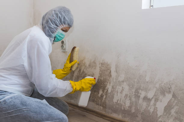 Attic Mold Removal in Parkesburg, PA