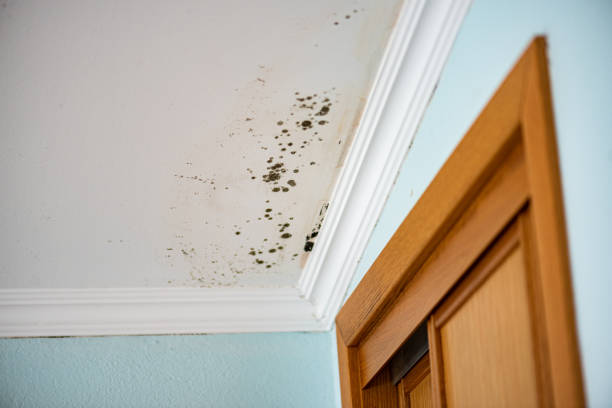 Best Mold Testing  in Rkesburg, PA