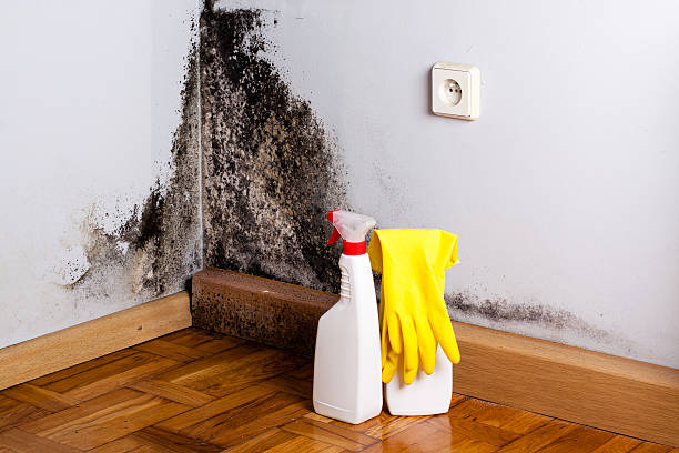 Best Certified Mold Removal  in Rkesburg, PA